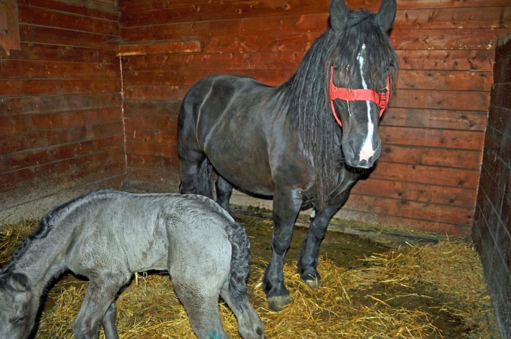 Pensiunea Cheile Apusenilor Villa Sandulesti Buitenkant foto