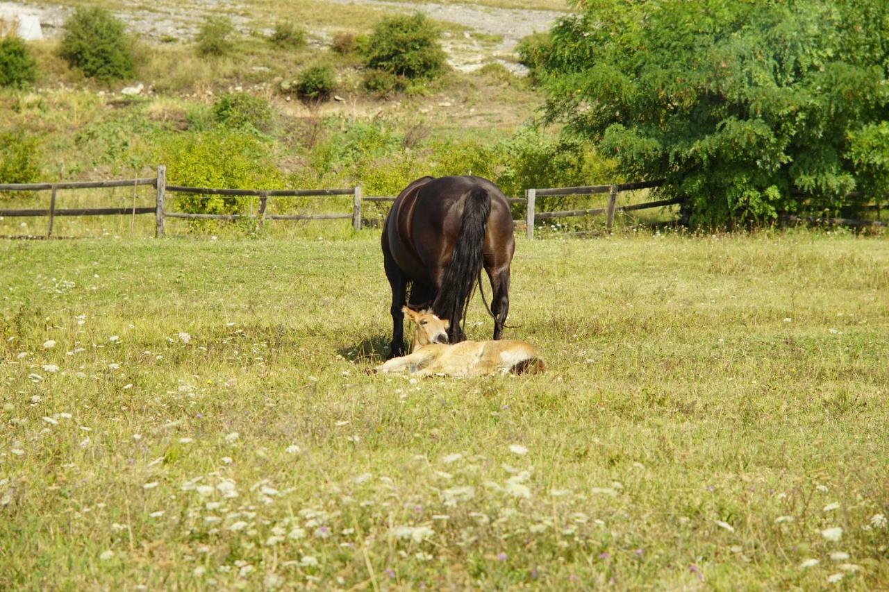 Pensiunea Cheile Apusenilor Villa Sandulesti Buitenkant foto