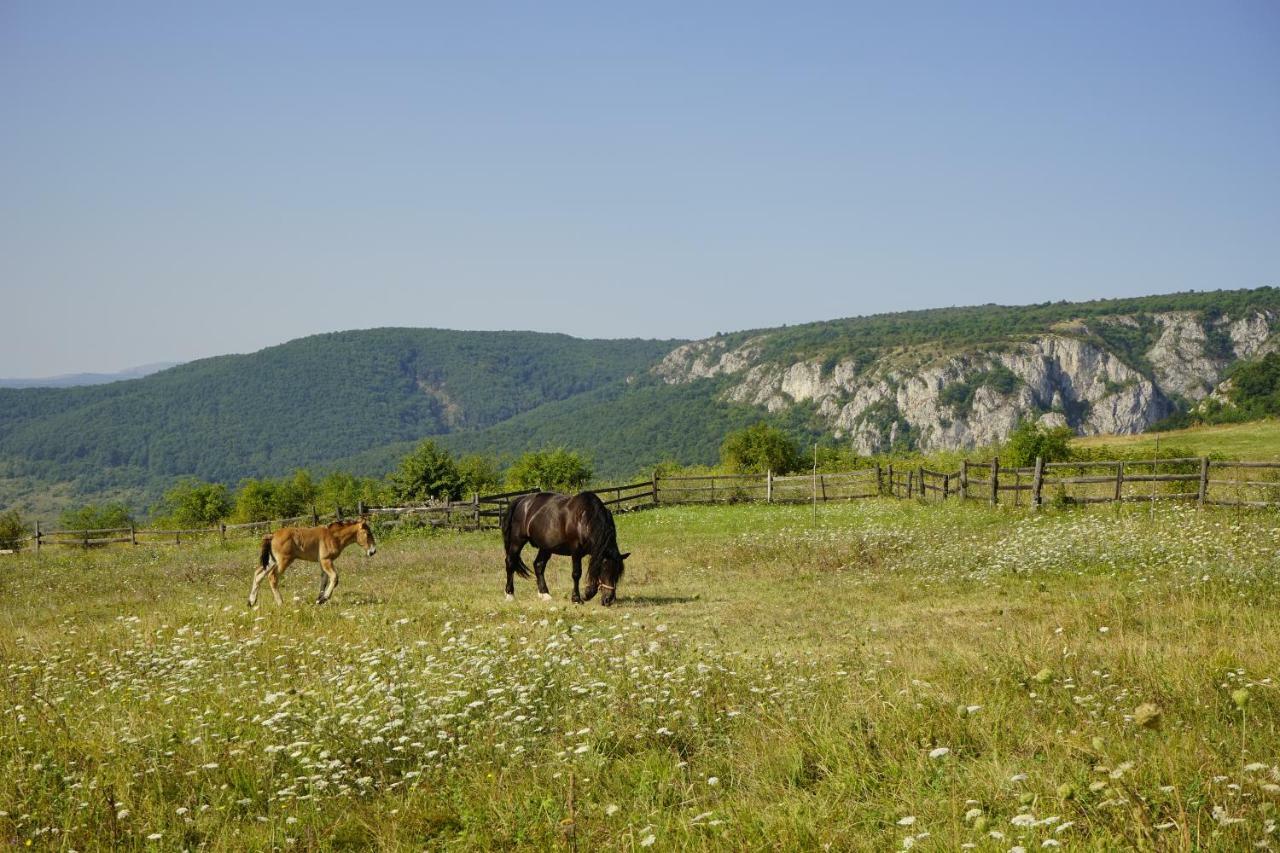 Pensiunea Cheile Apusenilor Villa Sandulesti Buitenkant foto